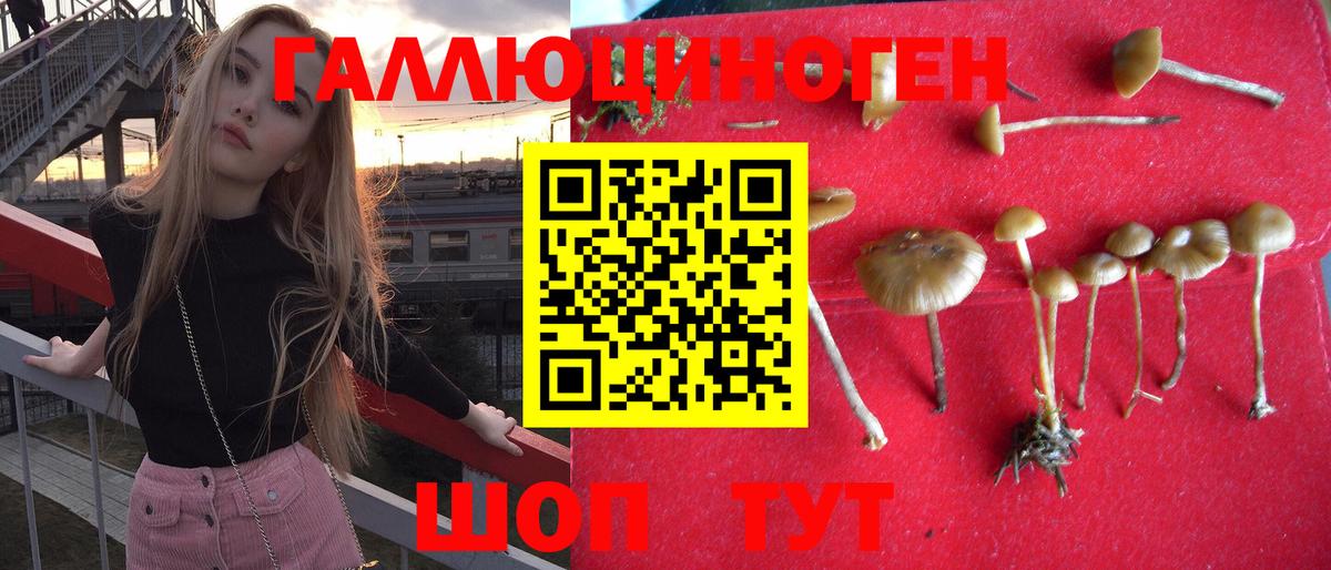 Сибай  Галлюциногенные грибы Psilocybe  Вход с VPN 